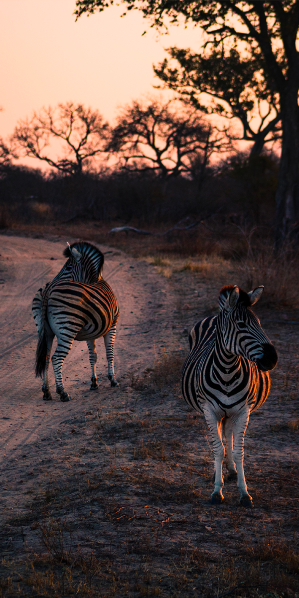 Safaris