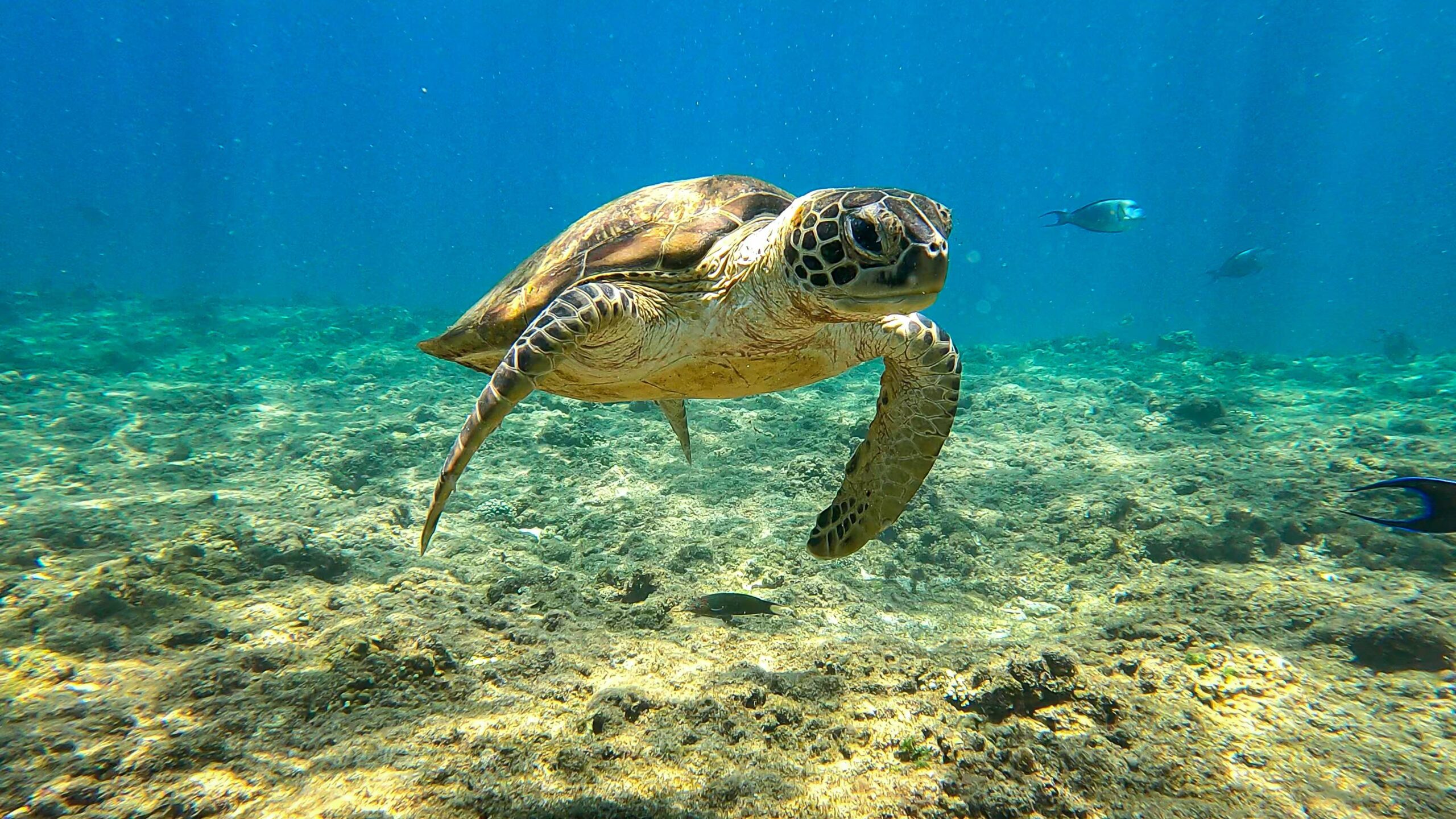 Tortue marine nageant dans les eaux claires des îles Daymaniyat en Oman
